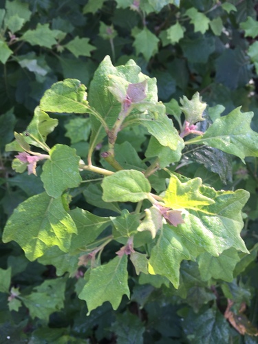 Gymnanthemum capense — photo