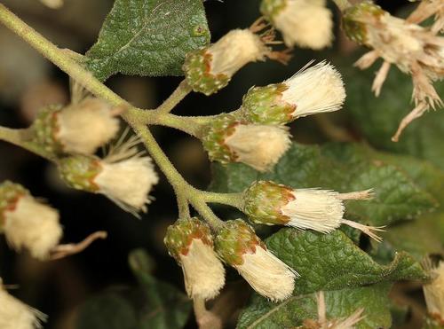 Gymnanthemum coloratum (Star-flowered tree vernonia) — photo