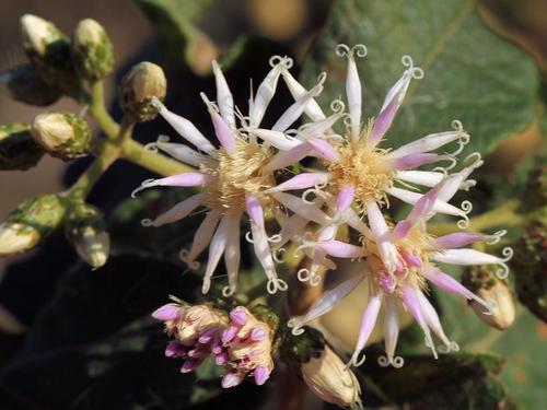 Gymnanthemum coloratum
