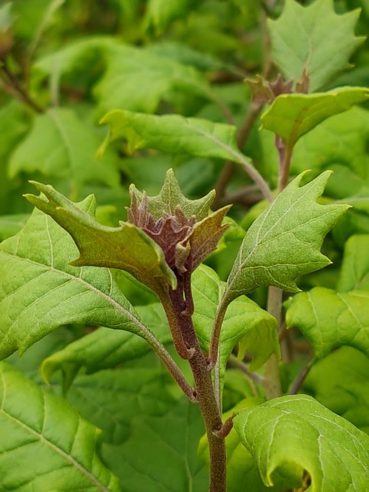 Gymnanthemum mespilifolium