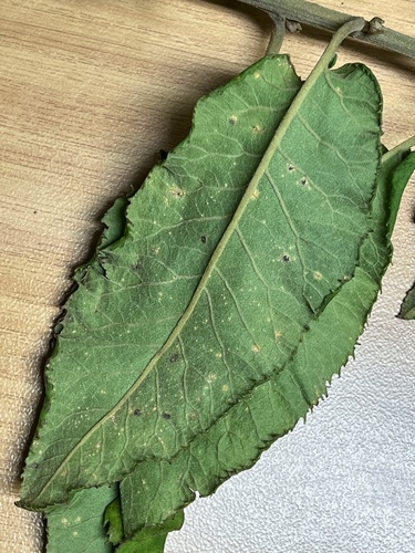Gymnanthemum myrianthum (Blue bitter-tea) — photo