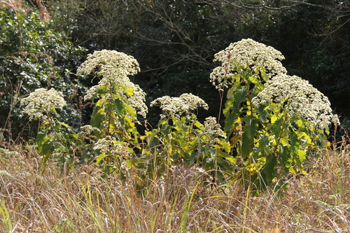 Gymnanthemum myrianthum (Blue bitter-tea) — photo