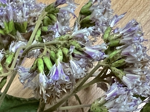 Gymnanthemum myrianthum