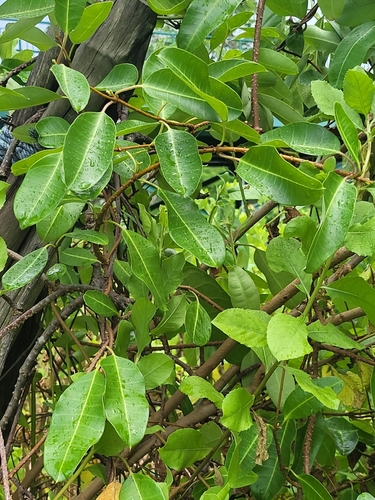 Gymnanthera oblonga (Sea rubber vine) — photo
