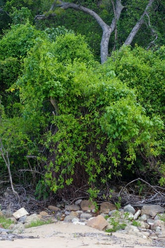 Gymnanthera oblonga (Sea rubber vine) — photo