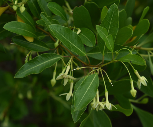 Gymnanthera oblonga