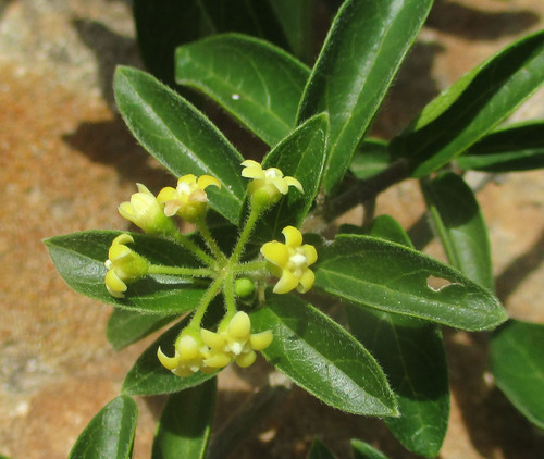 Gymnema sylvestre (Australian cow-plant) — photo