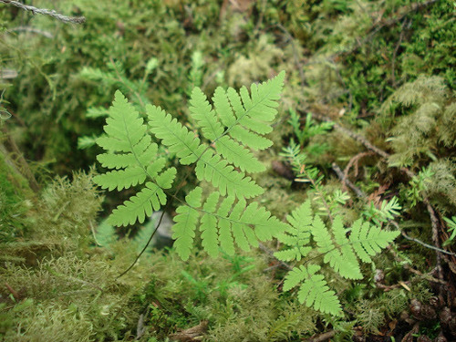 Gymnocarpium dryopteris — photo