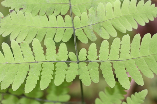 Gymnocarpium dryopteris — photo