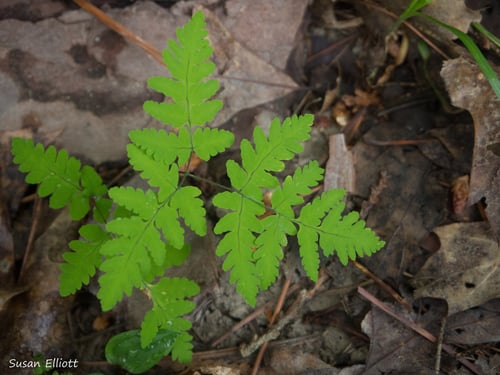 Woodsiaceae
