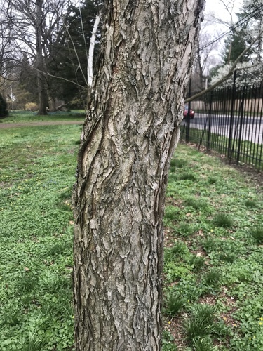Gymnocladus chinensis (Soap tree) — photo