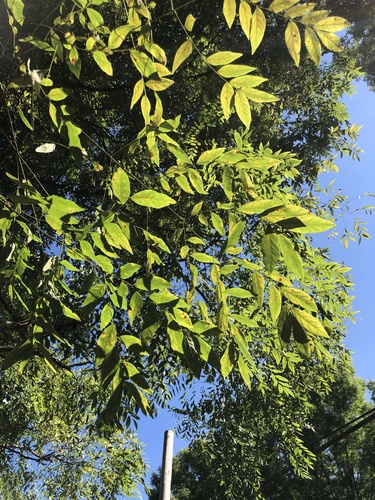 Gymnocladus chinensis