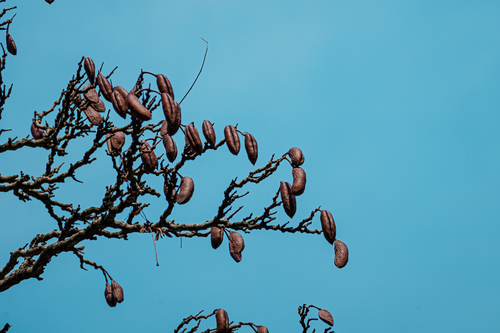 Gymnocladus chinensis (Soap tree) — photo