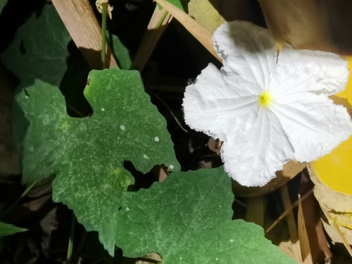 Gymnopetalum chinense — photo