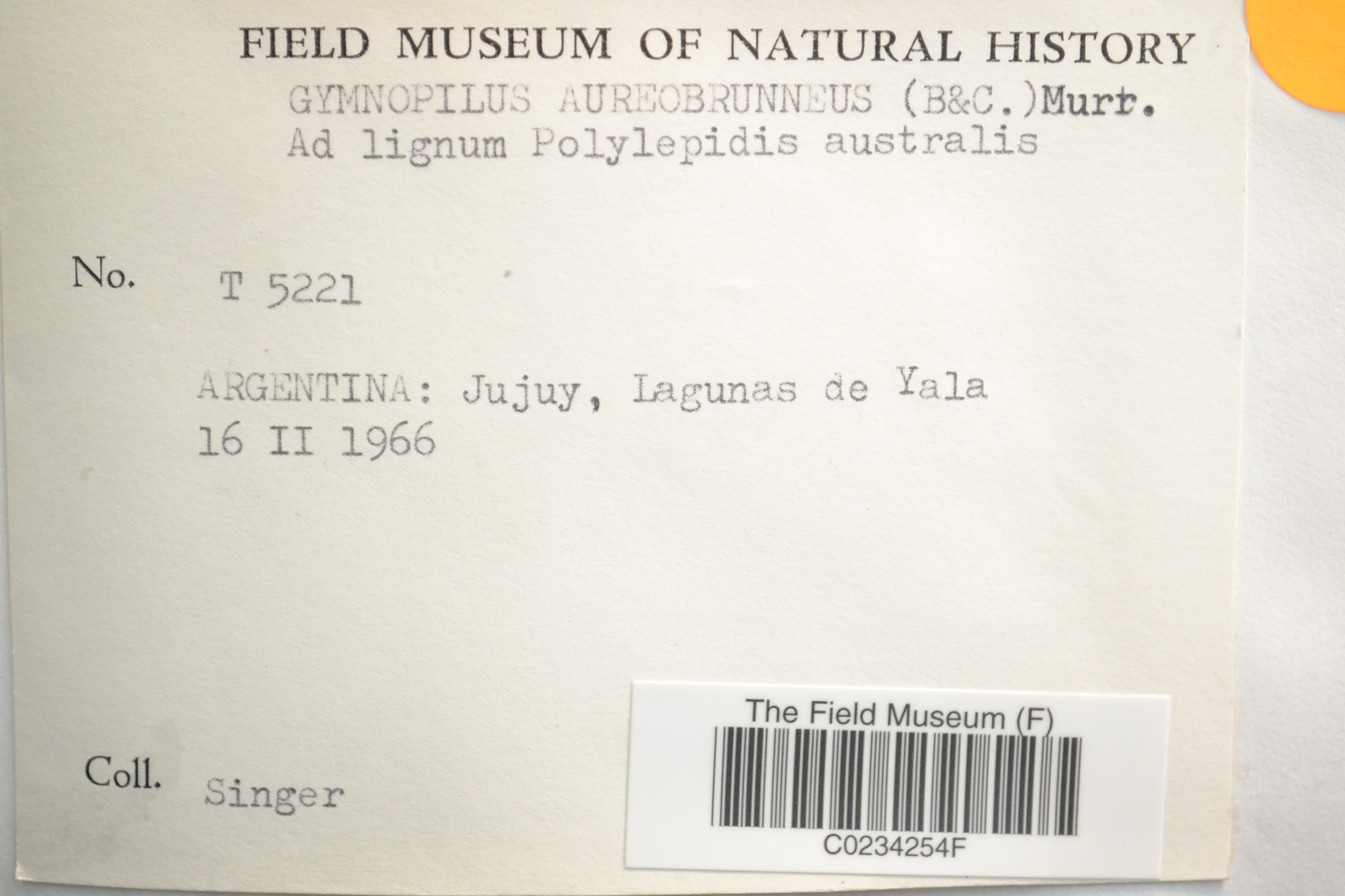 Gymnopilus aureobrunneus — photo