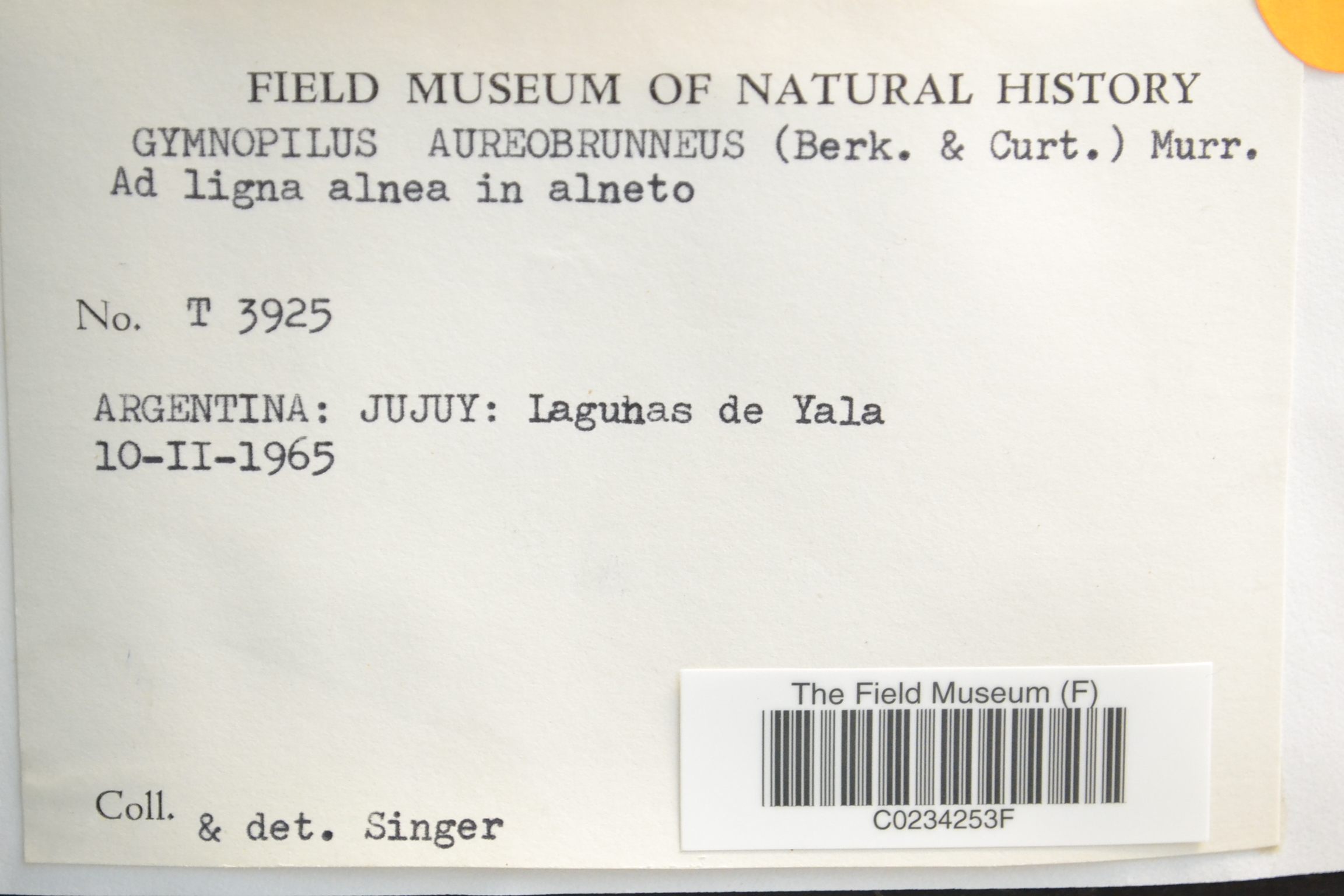 Gymnopilus aureobrunneus — photo