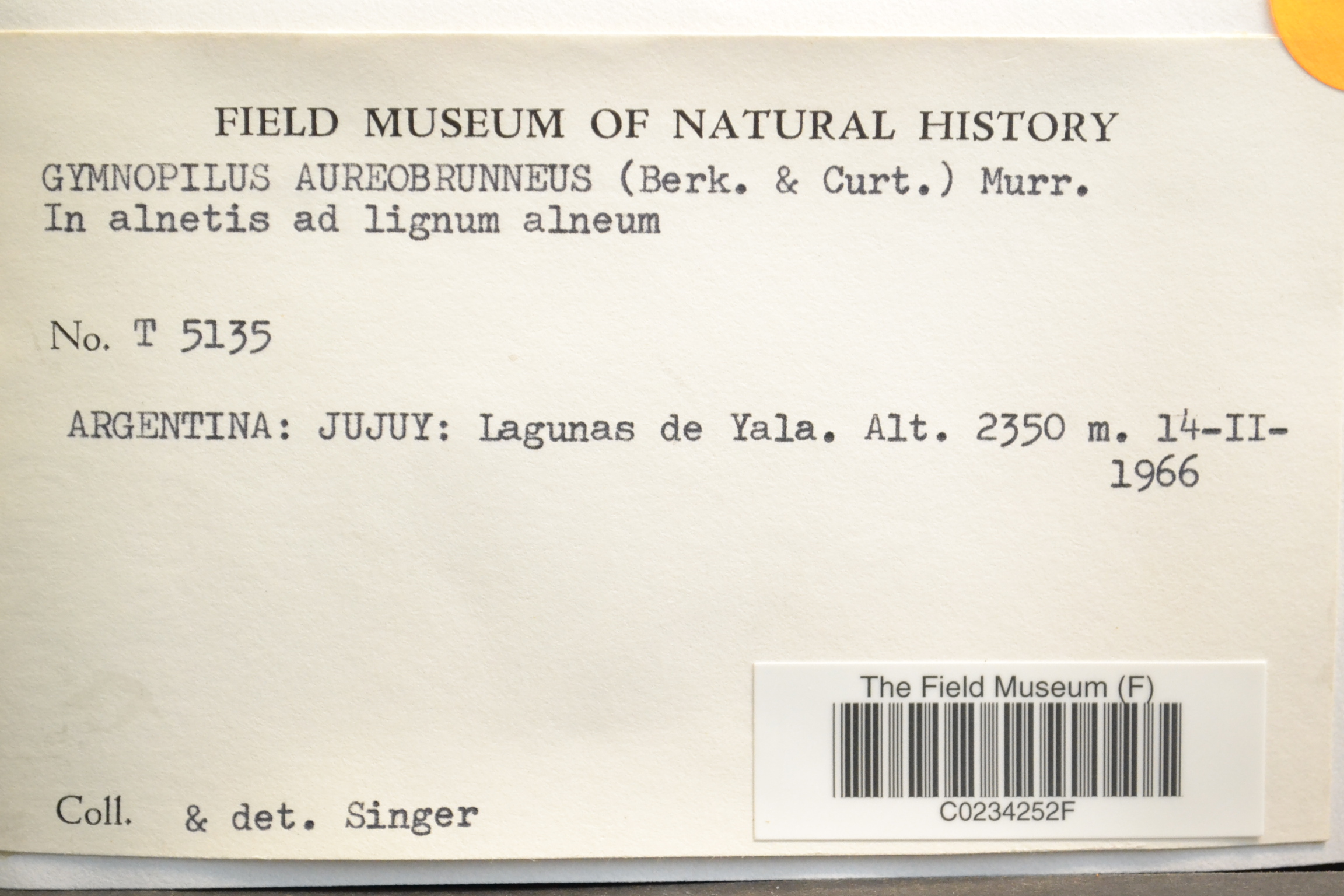 Gymnopilus aureobrunneus