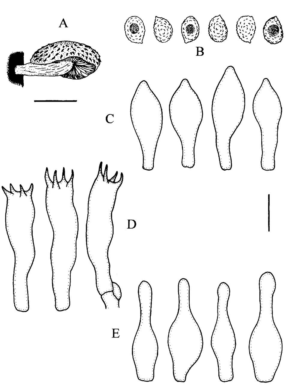 Gymnopilus earlei