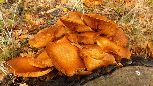 Gymnopilus spectabilis — photo