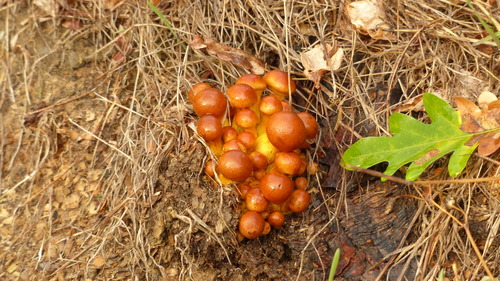 Gymnopilus spectabilis — photo