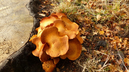 Gymnopilus spectabilis