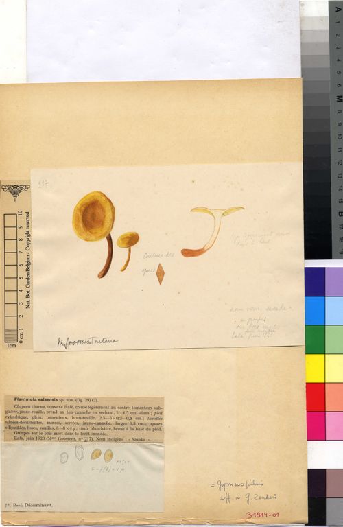 Crepidotaceae