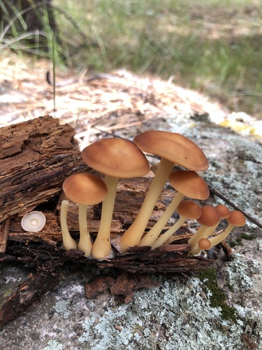 Gymnopus dryophilus — photo