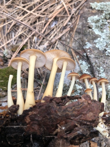 Gymnopus dryophilus — photo