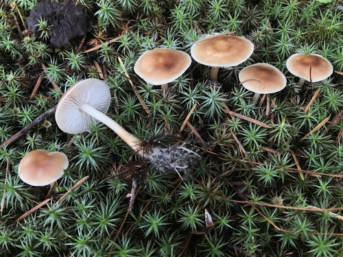 Gymnopus dryophilus