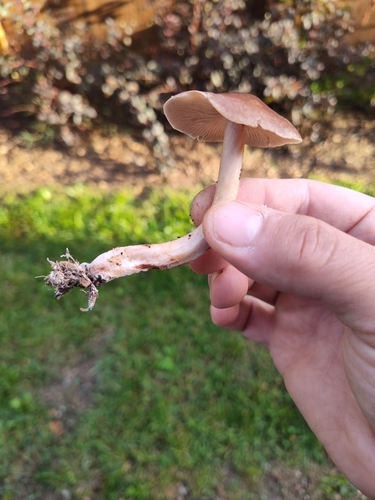 Gymnopus luxurians — photo