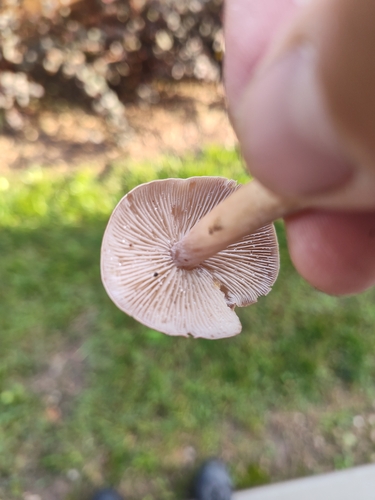 Gymnopus luxurians — photo