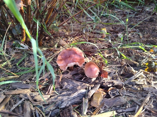 Gymnopus luxurians