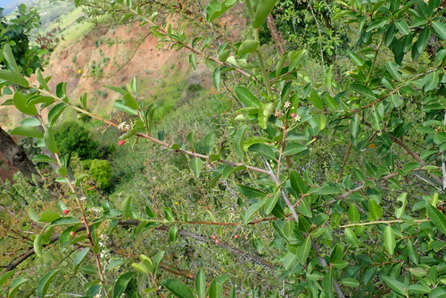 Gymnosporia arbutifolia — photo