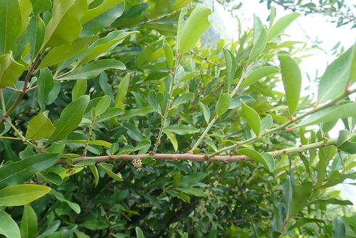 Gymnosporia arbutifolia — photo