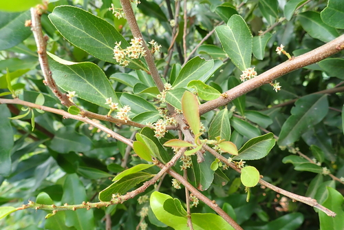 Gymnosporia arbutifolia