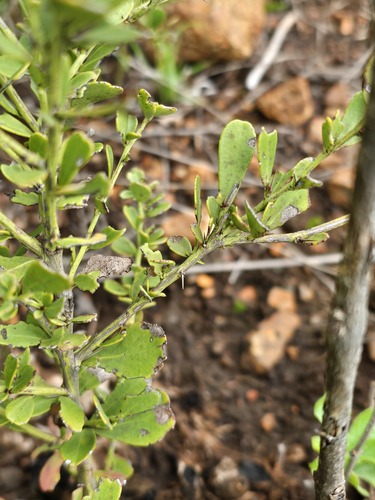 Gymnosporia heterophylla (Spike thorn tree) — photo