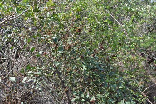Gymnosporia heterophylla (Spike thorn tree) — photo