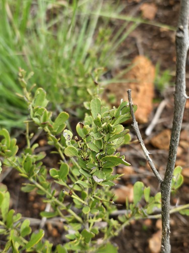 Gymnosporia heterophylla