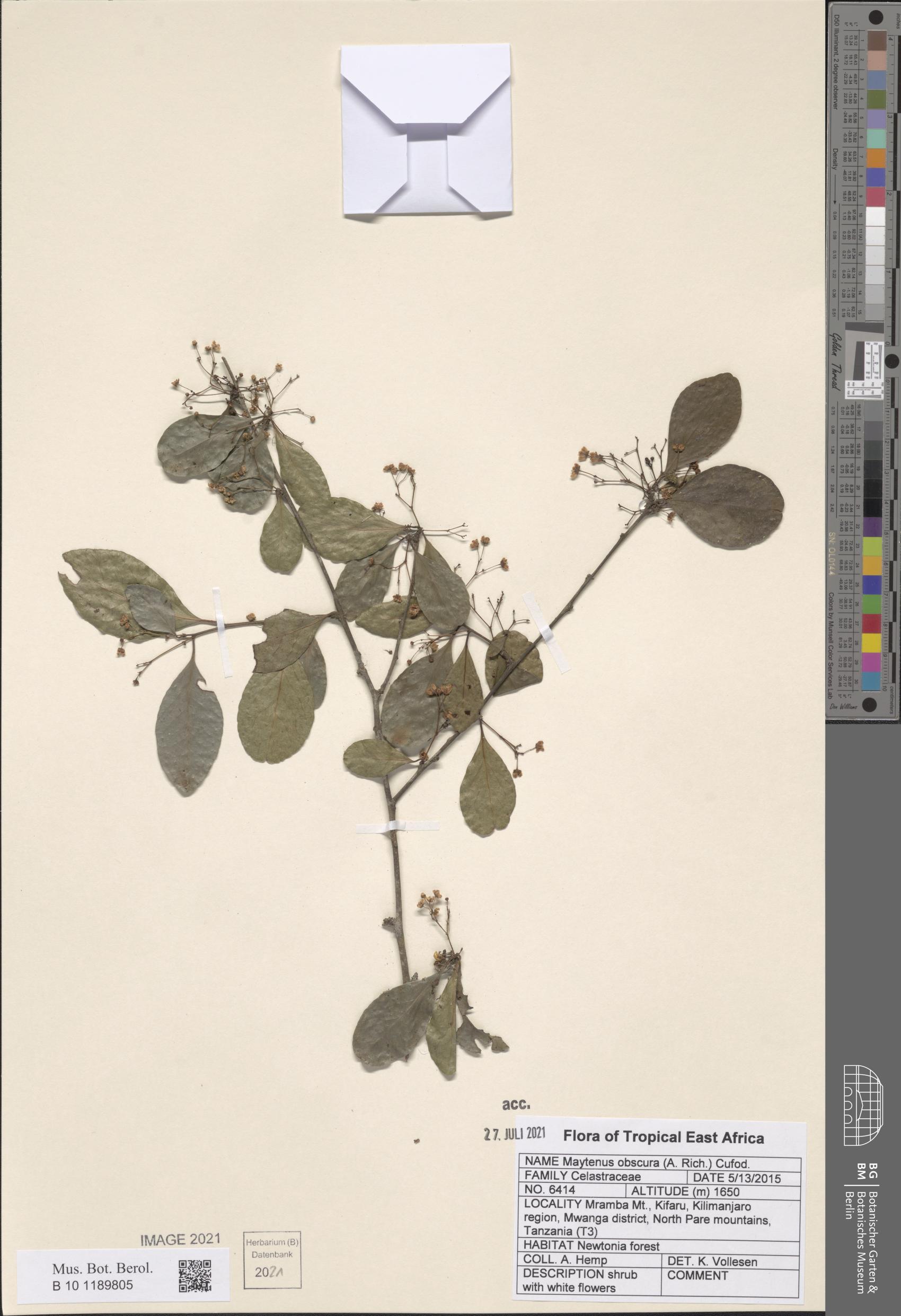 Gymnosporia obscura