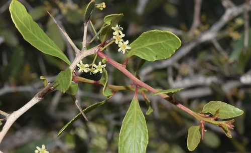 Gymnosporia senegalensis (Confetti spikethorn) — photo