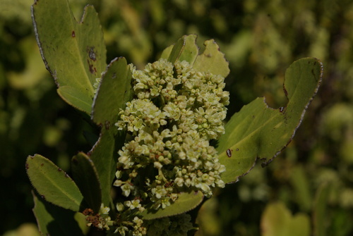 Gymnosporia senegalensis (Confetti spikethorn) — photo