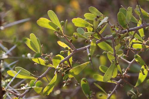 Gymnosporia senegalensis