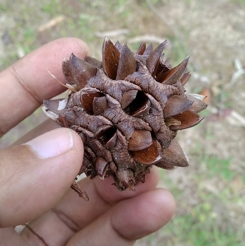 Gymnostoma sumatranum