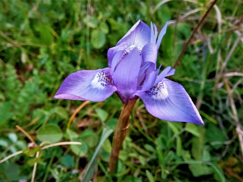 Gynandriris sisyrinchium (Spanish nut) — photo