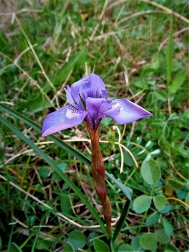 Gynandriris sisyrinchium (Spanish nut) — photo