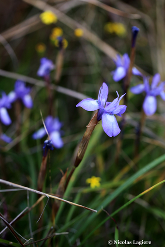 Gynandriris sisyrinchium