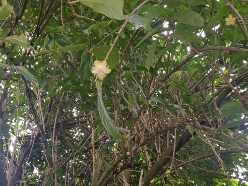 Gynocardia odorata (Chaulmugra tree) — photo