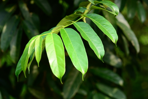 Gynocardia odorata