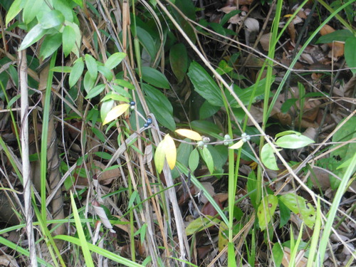 Gynochthodes sublanceolata (Thao nuai) — photo