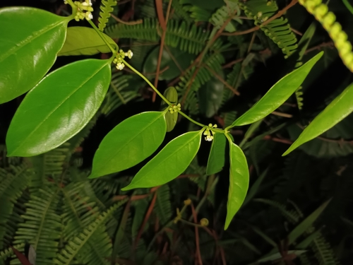 Gynochthodes sublanceolata (Thao nuai) — photo